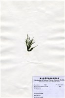 藏品(羽藻)的圖片